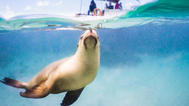 Swimming with sea lions at Baird Bay on Eyre Peninsula, South Australia.