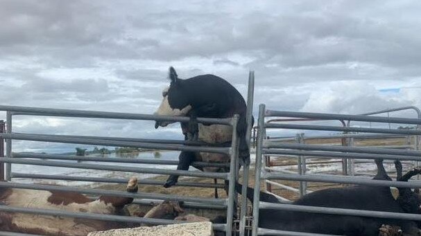 Drowned cattle are seen in the Northern Rivers area of NSW, near Casino, after dying in flood water. Picture: Bruno Ros via NCA NewsWire