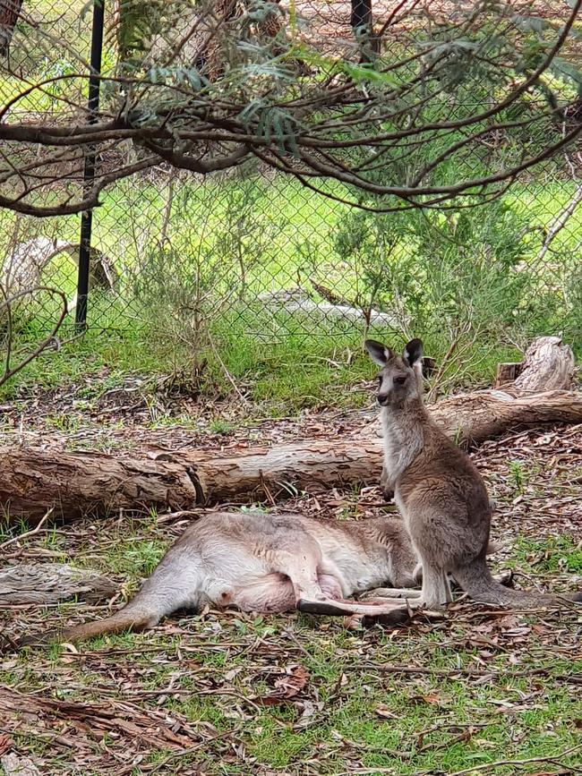 A joey rescued by Wildlife Victoria after its mother succumbed to injuries from a suspected road accident in Rowville. Picture: Wildlife Rescue