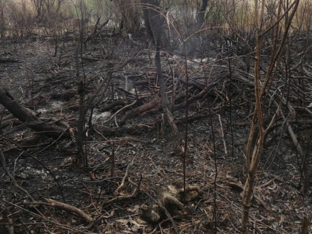 Portland koalas killed during planned burn | Herald Sun