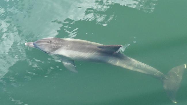 Unwell Port River dolphin Doc. Picture: Marianna Boorman