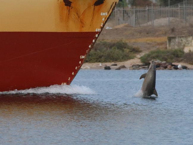 A pregnant Ripple tailwalks in front of the Accolade II on February 21