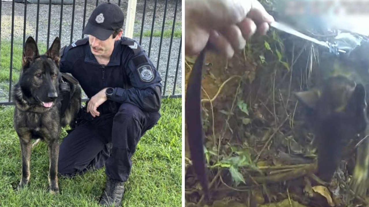 Wild moment police dog hunts teens