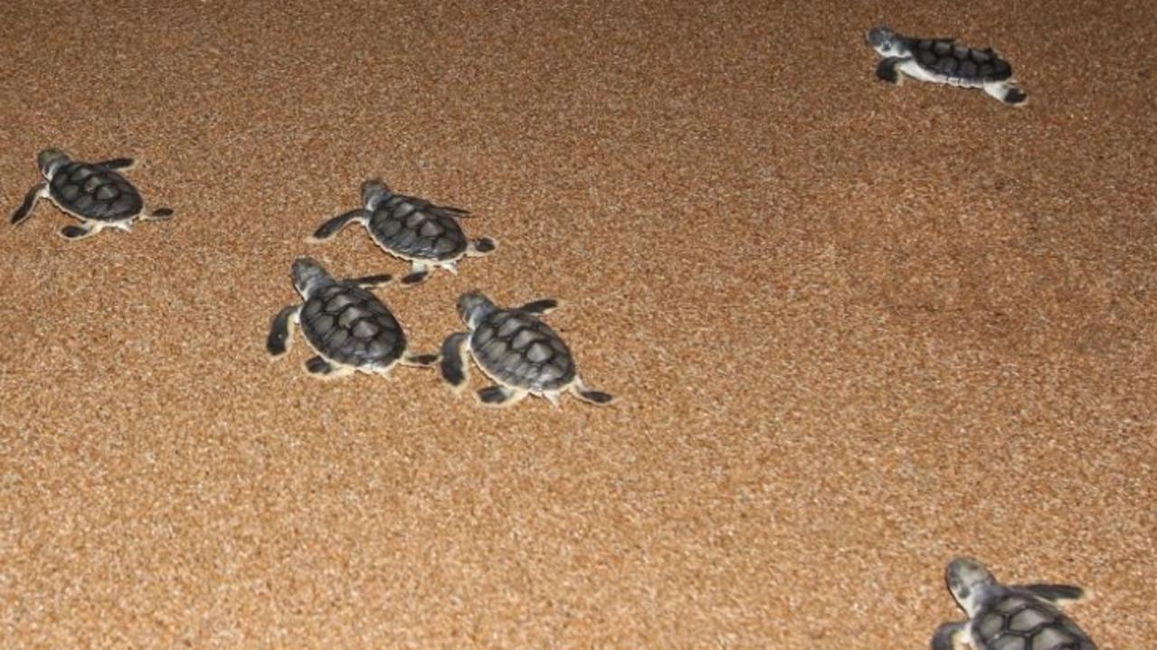 Dozens Of Turtle Nests Hatch At Island 