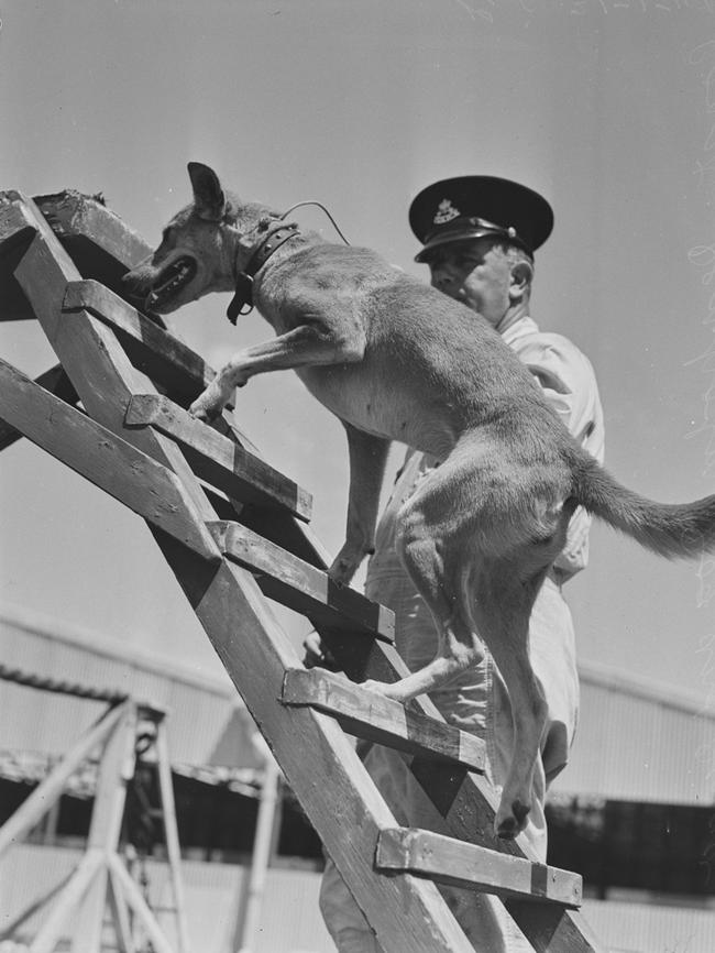 Constable Denholm training a dog in 1946. Picture Ivan Ives, State Library of NSW