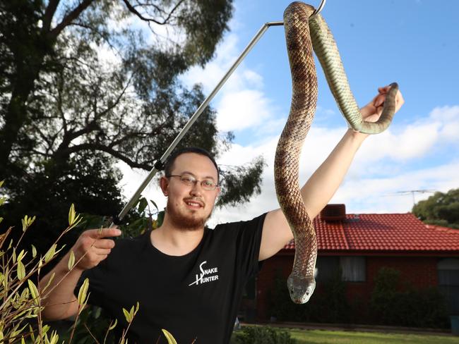 Snake hunter Mark Pelley with a tiger snake. Picture: Alex Coppel