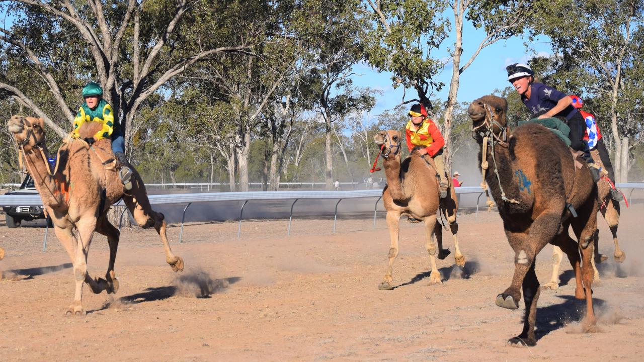 Camels in action at the Tara Camel Races, 03/08/2019