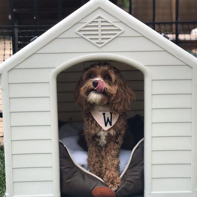 The toy cavoodle was nine months old.