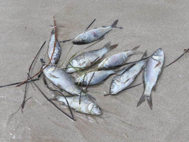 ADELAIDE, AUSTRALIA - Advertiser Photos JANUARY 23, 2023: Thousands of juvenile carp and other marine life washed up on Middleton Beach from the Murray River flood waters entering the ocean. Picture Emma Brasier