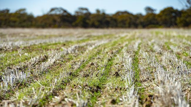 Victorian crop growers have had above-average rainfall in June. Photo: Zoe Phillips