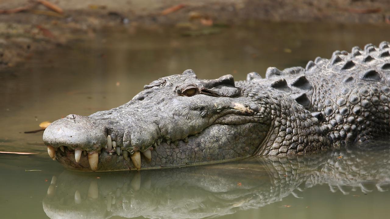 Crocodiles: traces of croc found at Low Isles, off Port Douglas | The ...