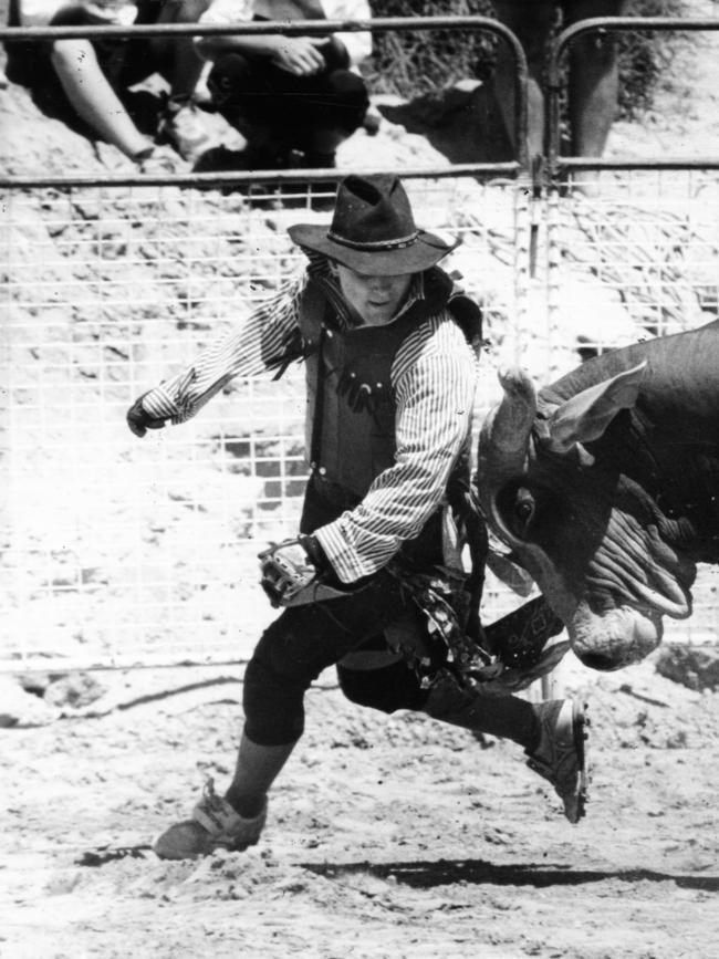 Rodeo clown Paul Schoerghaber leading a Brahman bull away from a fallen rider during rodeo at Ponde biker festival. 18 Feb 1996.