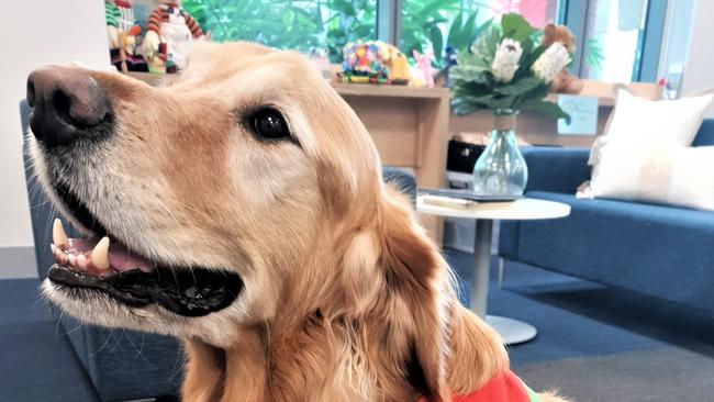 Norman is a popular therapy dog who has been working at Sunshine Coast Hospital and Health Service for the past five years. Picture: Wishlist