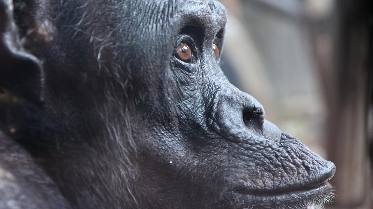 Beloved Taronga Zoo chimpanzee Spitter dies at age 61 | news.com.au