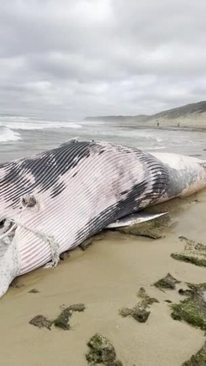 Bellarine beaches closed as sharks swarm whale carcass