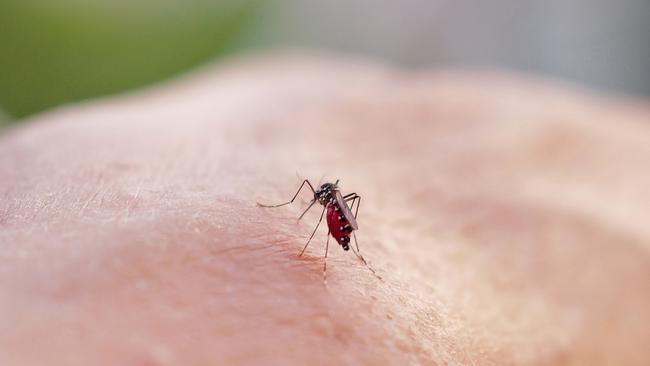 Health officials have revealed that a dengue fever case has been confirmed in FNQ. Picture: Valery Hache/AFP