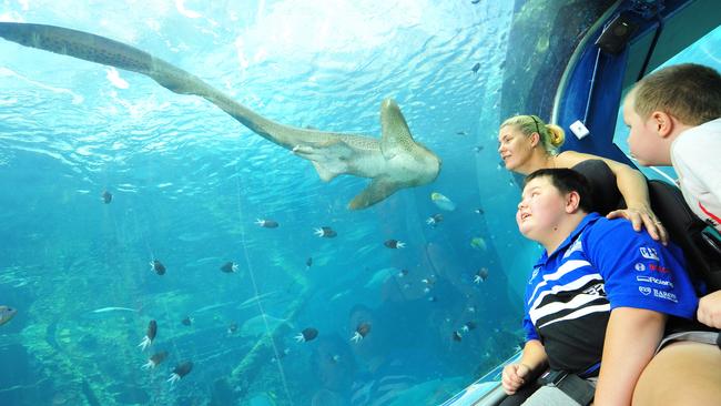 A disabled child before a dive at Reef HQ before its closure. Picture: Darren Hilder