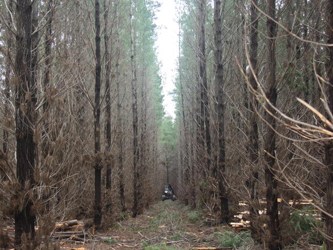 SA WEEKEND Thinning operations underway at the Kangaroo Island Plantation Timbers plantations on SA WEEKEND Thinning operations underway at the Kangaroo Island Plantation Timbers plantations on Kangaroo Island. Pic Supplied.