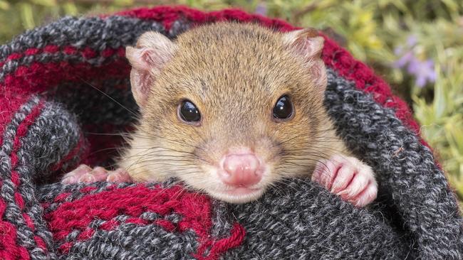 No two Quolls have the same spots, which helps differentiate and keep an accurate count of the cat-sized predators. Picture: Rob Leeson