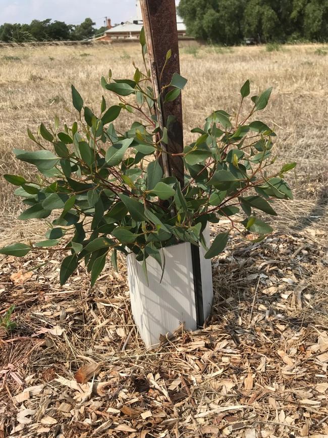 One of the eucalypt seedlings flourishing on the degraded site southwest of the railway line in Crystal Brook.