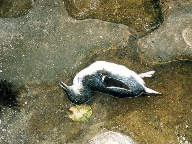 A dead little penguins, part of a colony at Little Manly Cove, found dead in 2001. Picture: Supplied