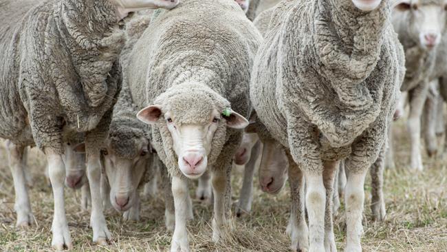 Wool production is continuing to slide. Picture: Zoe Phillips