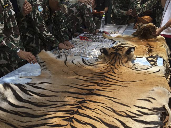 National Parks and Wildlife officers examine the skin of a tiger at the Tiger Temple. Picture: AP