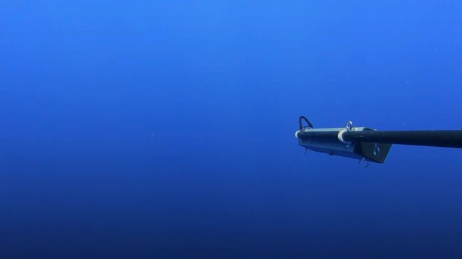 Rare on-screen glimpse of critically endangered oceanic whitetip shark