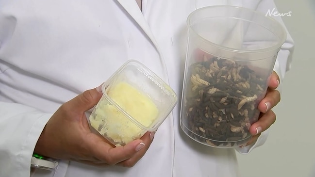 Would you eat butter made from maggots?