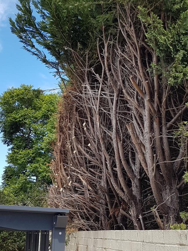 The remains of the “massacred” hedge in Wyong Rd, Mosman.