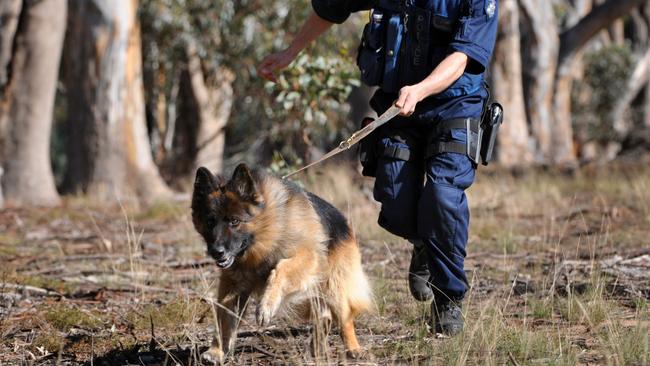 Australian police forces mainly use German shepherds, which are ideal for crowd control and apprehending fleeing crooks, but not tracking.