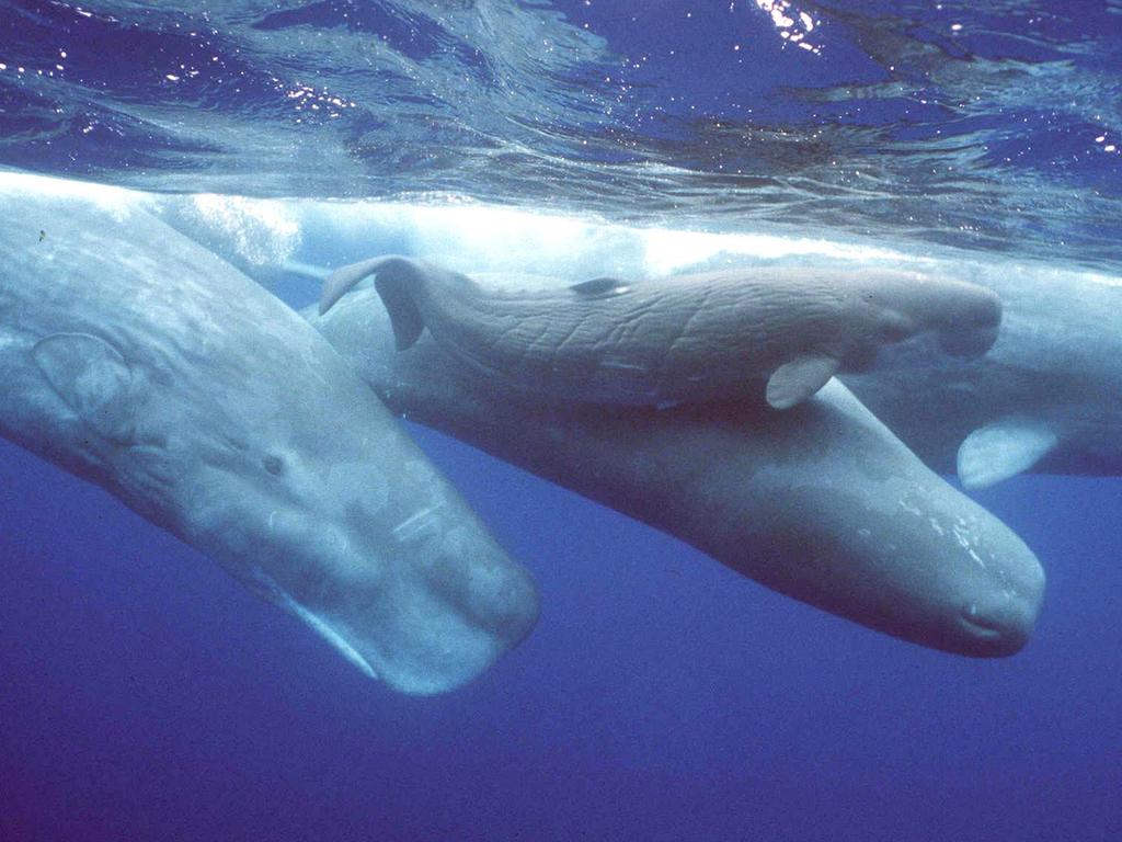 sperm whales in the Azores off Portugal   - picLin/Sutherland underwater whale animals marine