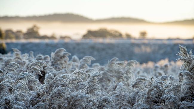 Frost took a toll on crops during the 2024 growing season. Picture: Zoe Phillips