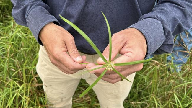 A close up of Navua sedge