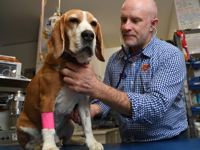 Vet Dr Sam Jones from My Local Vet treats Banjo the beagle at his clinic in Alexandra Hills in Brisbane. Dog injuries and overall vet presentations are on the rise as a result of over exercising during the COVID-19 lockdown. Picture: NCA NewsWire/Dan Peled