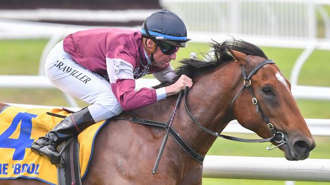 La Pleine Lune could find himself in Brisbane if he performs up to expectations at Scone on Friday. Picture: Racing Photos via Getty Images.