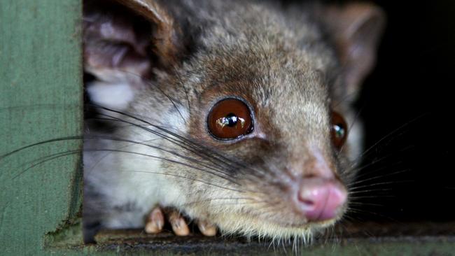 Possums have adapted readily to urban life, with legal protection and few predators.