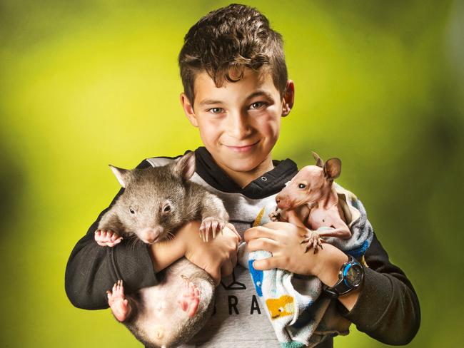 Isaac Busuttil with Madi the wombat and Peggy the joey at Coopers animal refuge. Picture: Rob Leeson