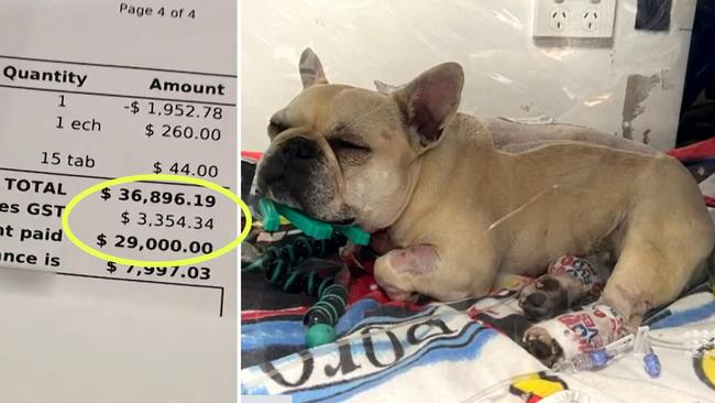 French Bulldog owner slams $37k vet bill