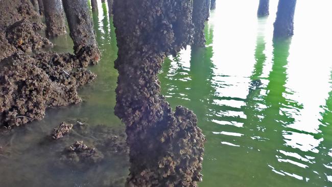 The wharf has been affected by rotting wood and marine growth. Picture: Port Augusta Council