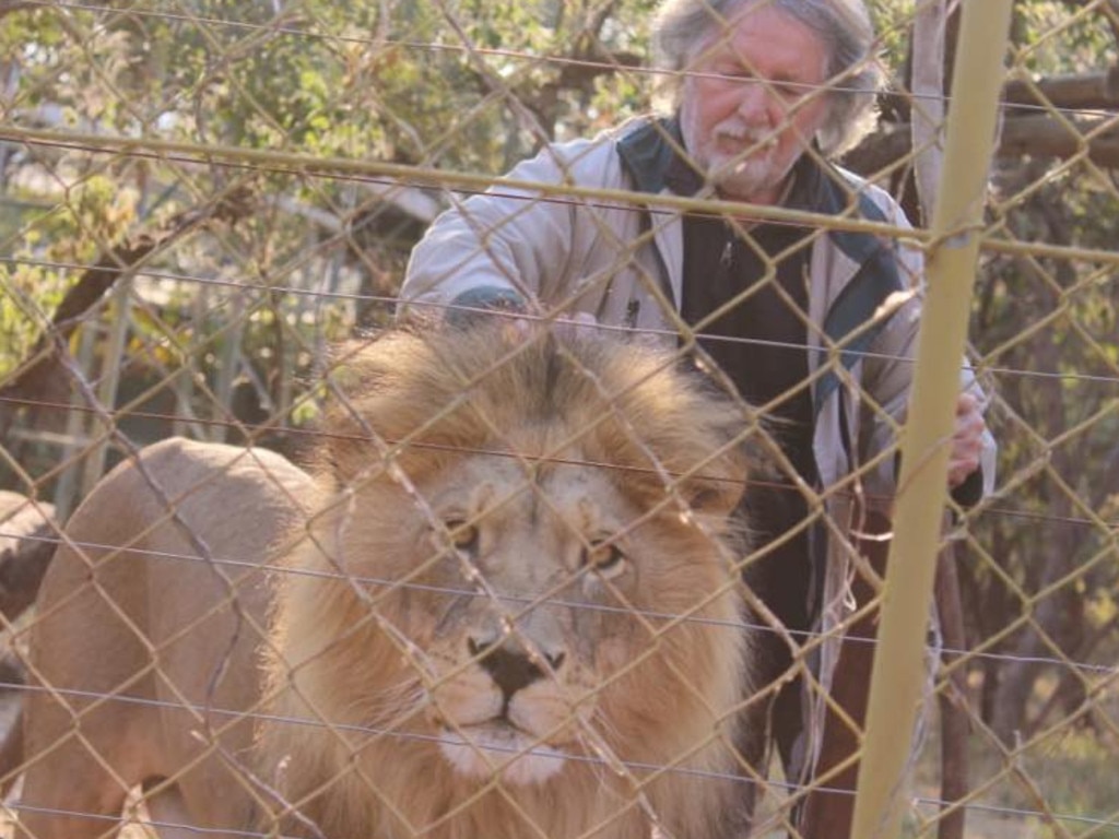 Emergency services rushed to save Mr van Biljon, who was covered in blood, but the medical professionals weren’t able to approach him because he was surrounded by the lions.