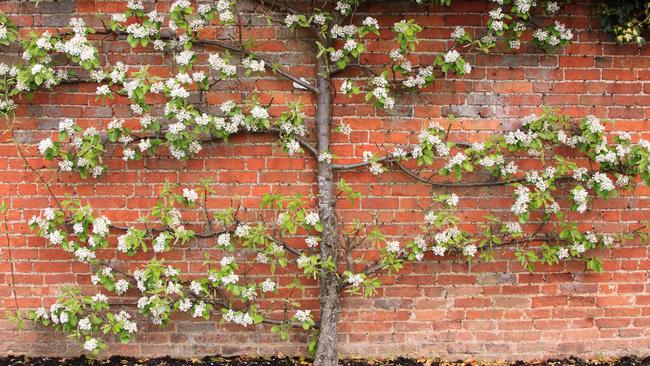 Maximum exposure: an espaliered apple tree. Picture: Alamy