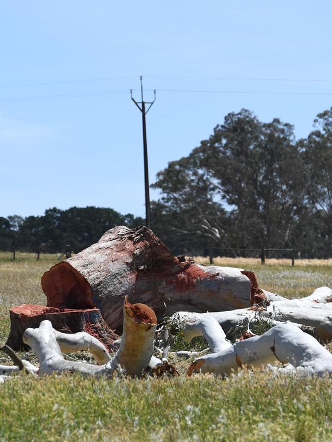 The remains of one of the river red gums. Picture: Tricia Watkinson