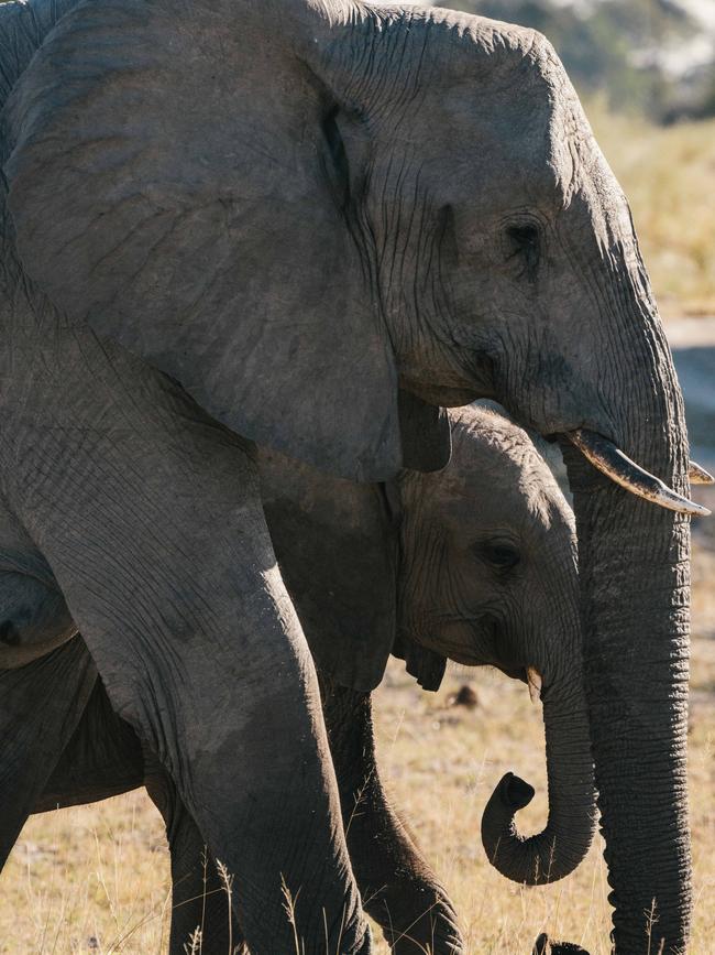 A mother and calf pass by the lodge.