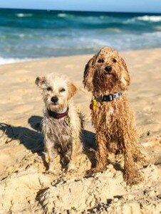 Best mates Pippy and Maple strike a perfect pose for the camera during an outing to the beach. Submitted by Lauren Peck.