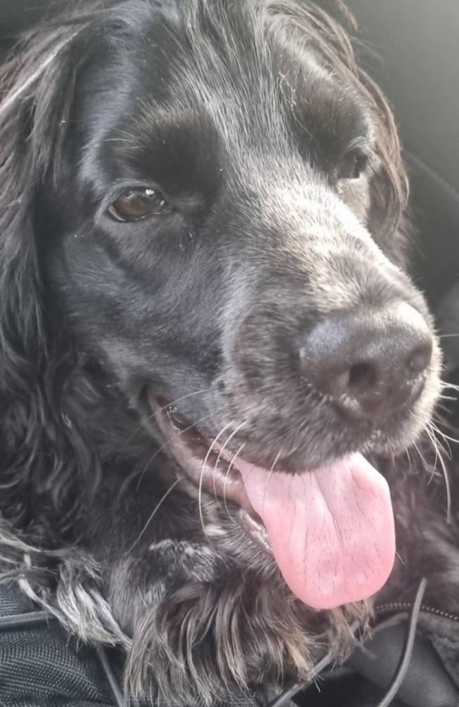 Evie the cocker spaniel died after being mauled at a pet boarding facility in the Darwin rural area. Her owner has launched Evies Bark, a petition calling for urgent regulation and safer standards in the pet boarding industry in the NT. Picture: Supplied.