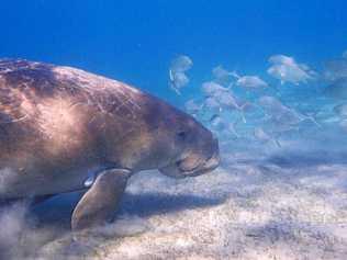 Dugong at Great Keppel Island. Picture: Pacific pixels