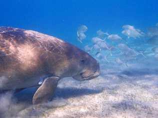 Dugong at Great Keppel Island. Picture: Pacific pixels