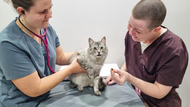 Winners of Brisbane's best vet 2023, Toowong Family Vet. Picture: Supplied