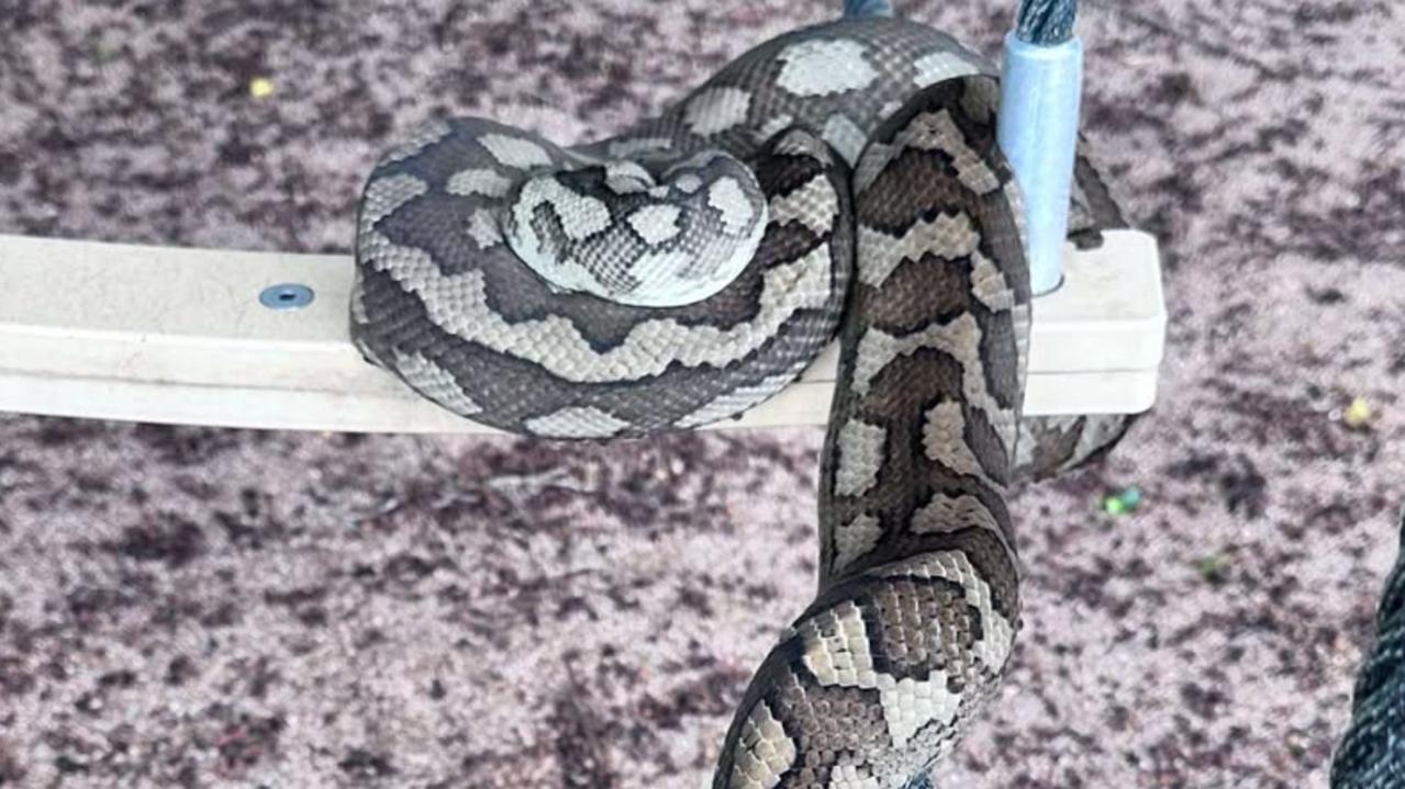 Crikey! Sleeping python takes over kids’ playground